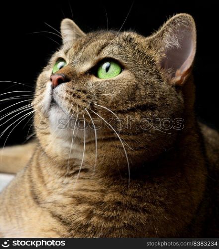 Portrait of an adult Scottish Straight cat on a black background