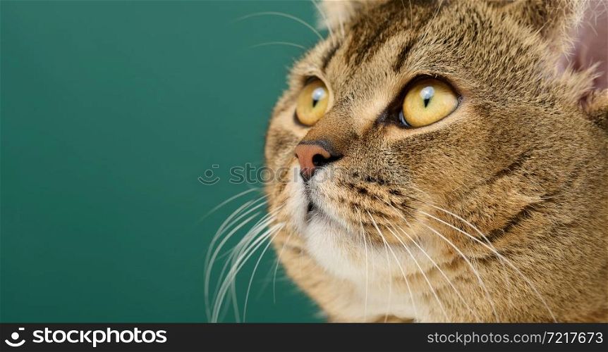 portrait of an adult straight-eared Scottish gray cat