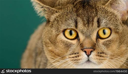 portrait of an adult straight-eared Scottish gray cat, animal looks at the camera