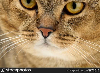 portrait of an adult straight-eared Scottish gray cat, close up