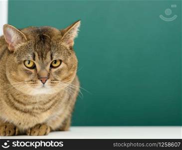 portrait of an adult straight Scottish gray cat. The animal looks at the camera, copy space