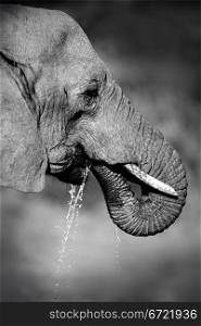 Portrait of an African elephant (Loxodonta africana) drinking water, South Africa