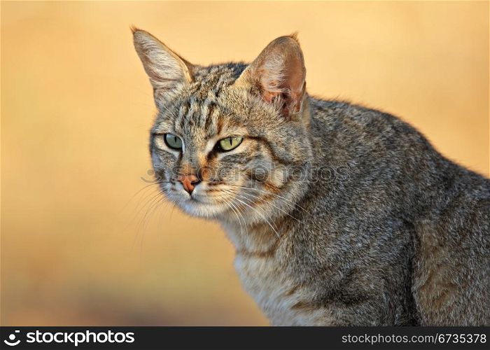 Portrait of an African wild cat (Felis silvestris lybica), Kalahari desert, South Africa