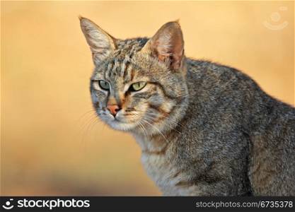 Portrait of an African wild cat (Felis silvestris lybica), Kalahari desert, South Africa