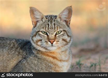 Portrait of an African wild cat (Felis silvestris lybica), Kalahari desert, South Africa&#xD;