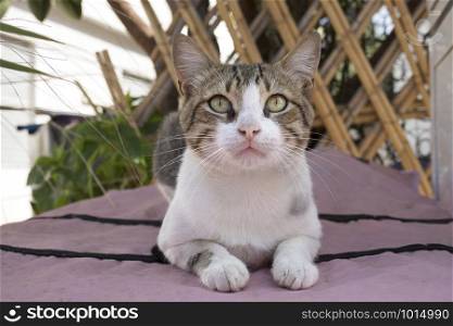 Portrait of an alert calico cat watching people passing by