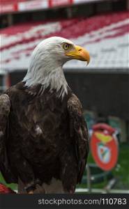Portrait of an American Bald Eagle inside Soccer Stadium.. Portrait of an American Bald Eagle inside Soccer Stadium