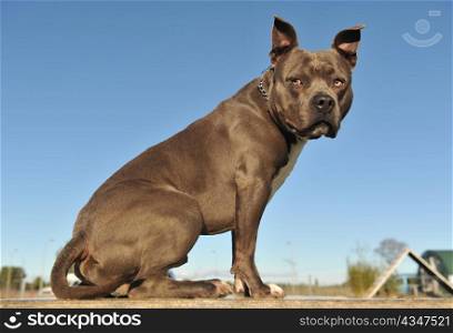 "portrait of an American Staffordshire bull terrier "blue" on a table"