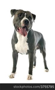 portrait of an american staffordshire terrier in front of white background
