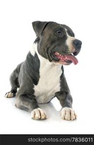 portrait of an american staffordshire terrier in front of white background