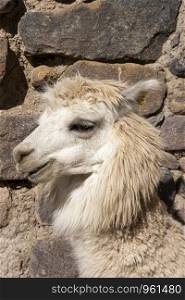 Portrait of an andean white llama