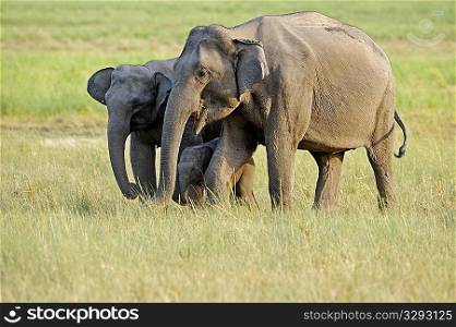 Portrait of an Asian elephant family feeding