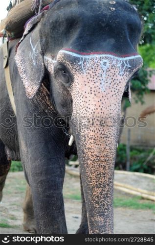 Portrait of an Asian elephant in Nepal