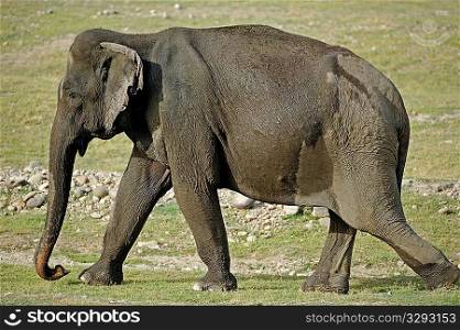 Portrait of an Asian elephant matriarch