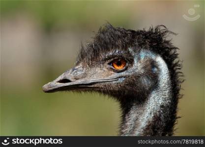Portrait of an Emu (Dromaius novaehollandiae), Australia
