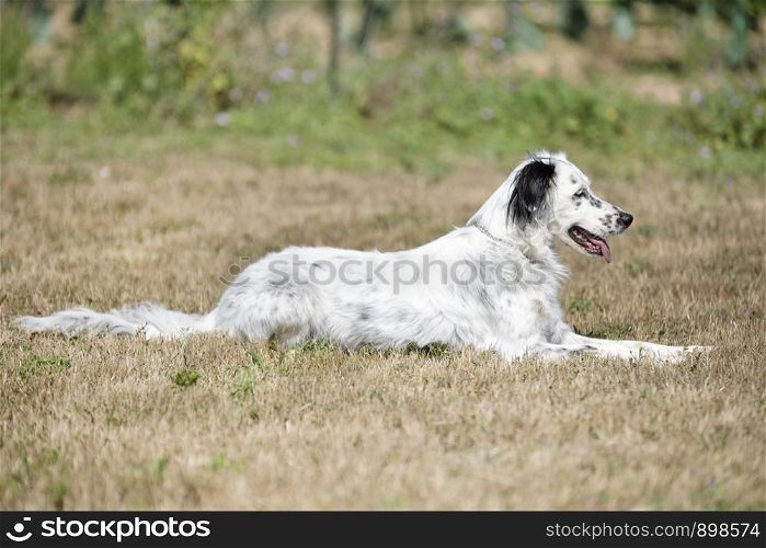 portrait of an english setter in the nature