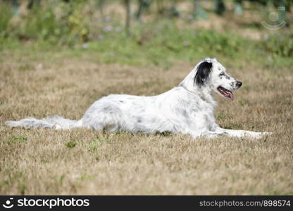 portrait of an english setter in the nature