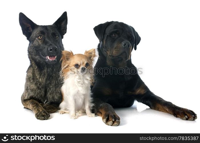 portrait of an holland shepherd, chihuahua and rottweiler in a studio