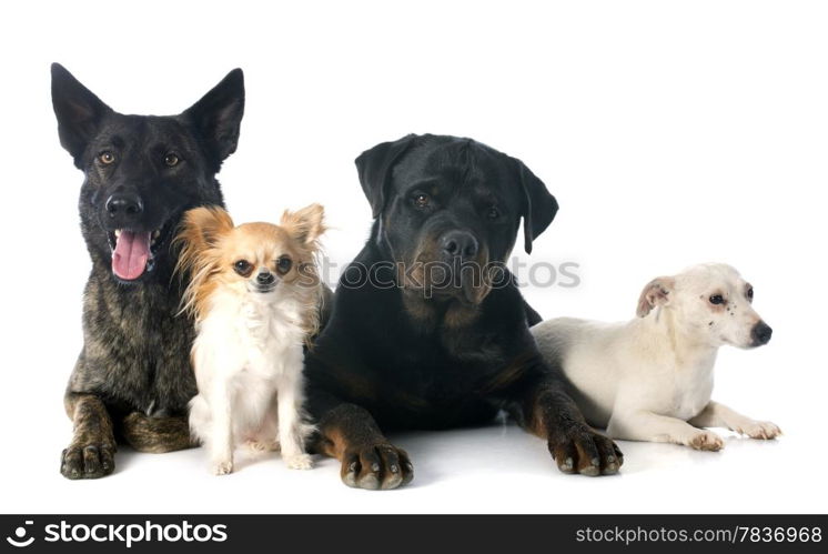 portrait of an holland shepherd, chihuahua, rottweiler and jack russel terrier in a studio