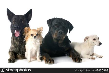 portrait of an holland shepherd, chihuahua, rottweiler and jack russel terrier in a studio