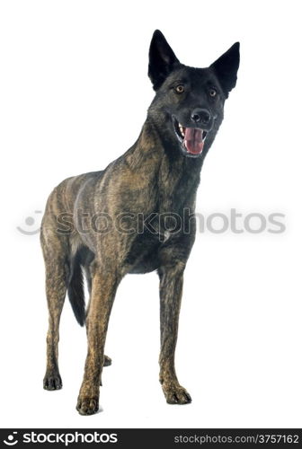 portrait of an holland shepherd in a studio