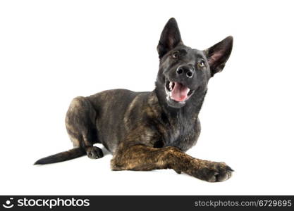 portrait of an holland shepherd in a studio