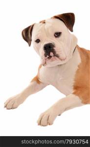 Portrait of an Old English Bulldog on a white Background