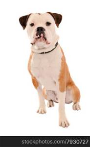 Portrait of an Olde English Bulldogge sitting on a white background