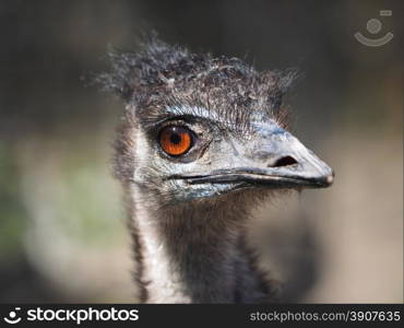 portrait of an ostrich