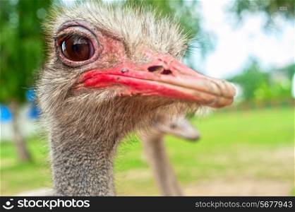 Portrait of an ostrich in sunny day