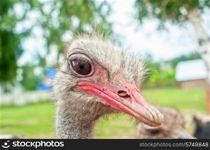 Portrait of an ostrich in sunny day. ostrich