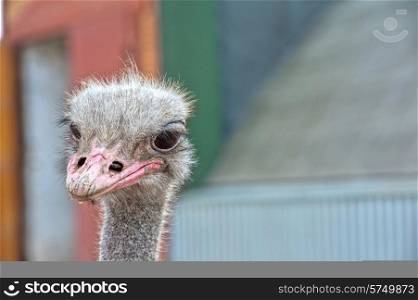 Portrait of an ostrich in sunny day. ostrich