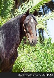 portrait of Andalusian bay stallion sunny day