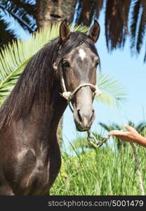 portrait of Andalusian grey stallion at palm leaves background