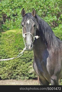 portrait of Andalusian grey young stallion