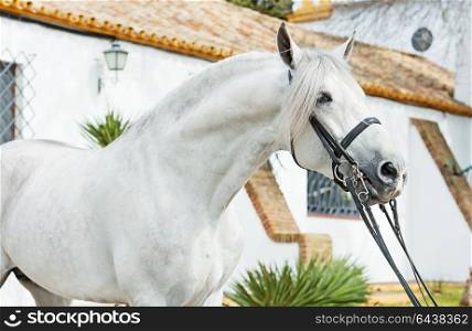 portrait of Andalusian horse in dressage bridle