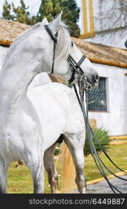 portrait of Andalusian horse in dressage bridle