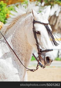 portrait of Andalusian white horse in movement sunny day. Spain