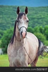 portrait of arabian filly