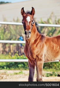 portrait of arabian little foal. Israel