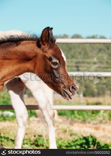 portrait of arabian little foal with mom. Israel