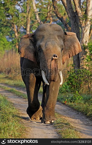 Portrait of Asia elephant tusker in musth sniffing