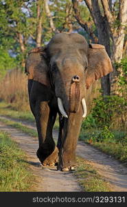 Portrait of Asia elephant tusker in musth sniffing