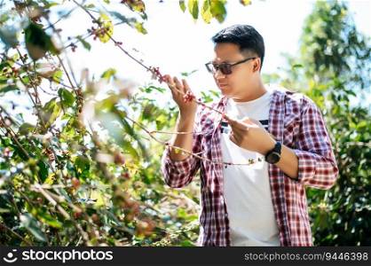 Portrait of Asian coffee picker man. Farmer picking coffee bean in coffee process agriculture. Worker Harvest arabica coffee berries on its branch.