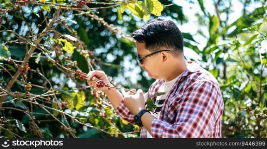 Portrait of Asian coffee picker man. Farmer picking coffee bean in coffee process agriculture. Worker Harvest arabica coffee berries on its branch.