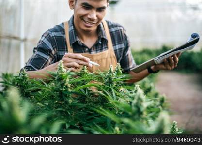 Portrait of Asian man marijuana researcher checking marijuana cannabis plantation in cannabis farm, Business agricultural cannabis. Cannabis business and alternative medicine concept.