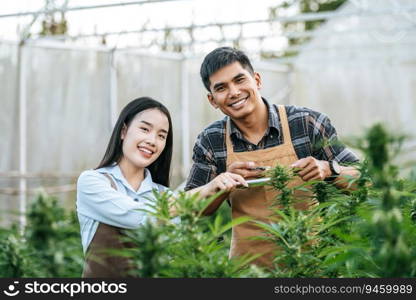 Portrait of Asian woman and man marijuana researcher checking marijuana cannabis plantation in cannabis farm, Business agricultural cannabis. Cannabis business and alternative medicine concept.