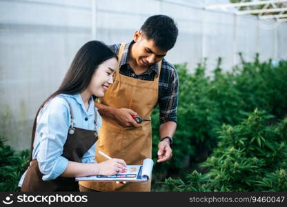 Portrait of Asian woman and man marijuana researcher checking marijuana cannabis plantation in cannabis farm, Business agricultural cannabis. Cannabis business and alternative medicine concept.