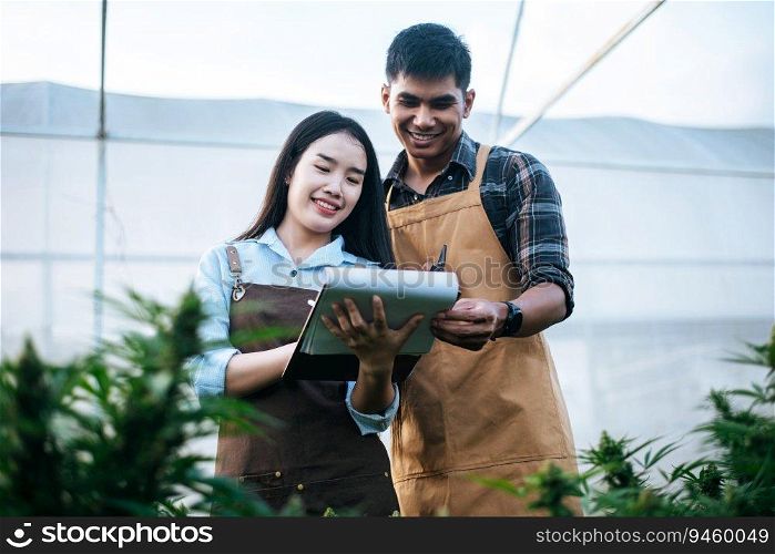Portrait of Asian woman and man marijuana researcher checking marijuana cannabis plantation in cannabis farm, Business agricultural cannabis. Cannabis business and alternative medicine concept.