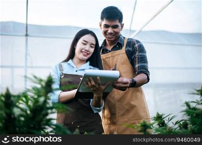 Portrait of Asian woman and man marijuana researcher checking marijuana cannabis plantation in cannabis farm, Business agricultural cannabis. Cannabis business and alternative medicine concept.